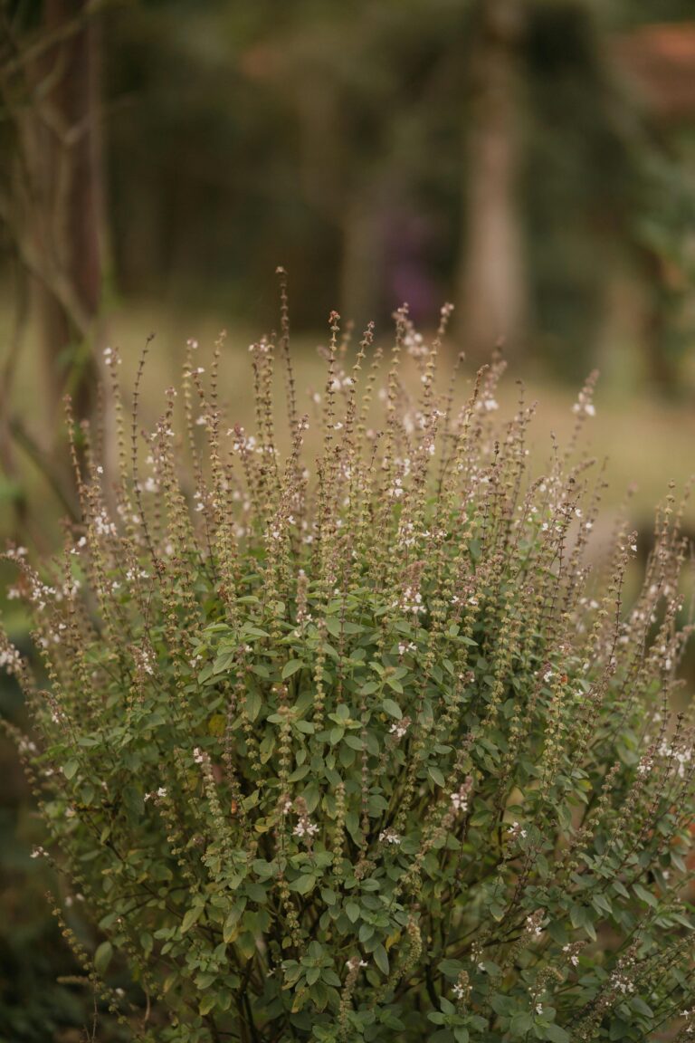 <p>Ayurvedic Immunity Boosters: Tulsi (Holy Basil)</p>
<p>Ayurvedic Immunity Boosters: Tulsi (Holy Basil)</p>