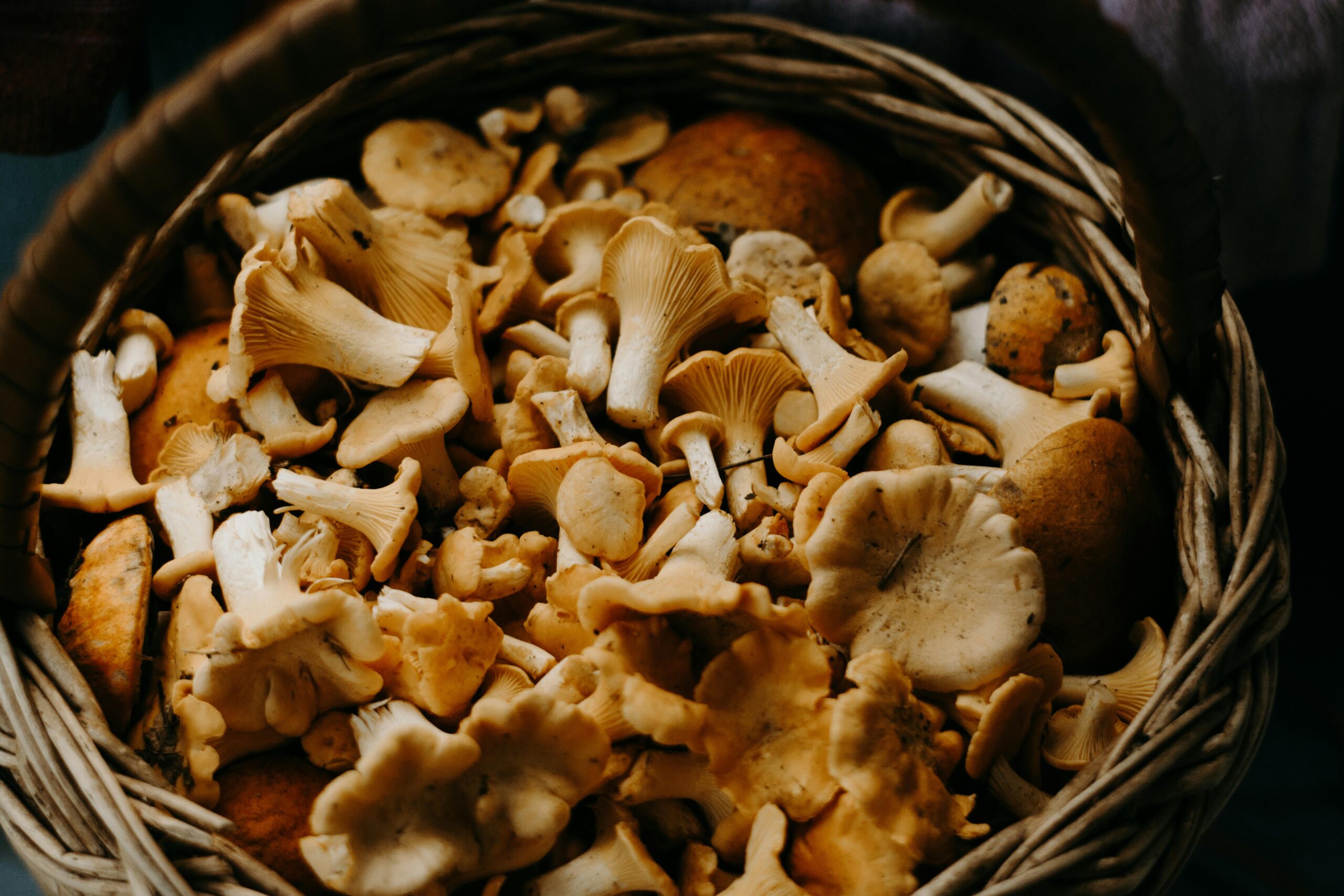 Mushroom Medicine: The Role of Fungi in Cancer Treatment